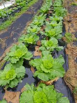 팜모닝 자유주제·자유게시판 게시글 이미지