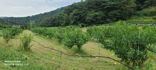 금산허브농원님의 자유주제 · 자유게시판 작성글 사진