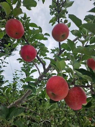 또바기사과(이훈희)님의 작성글 사진