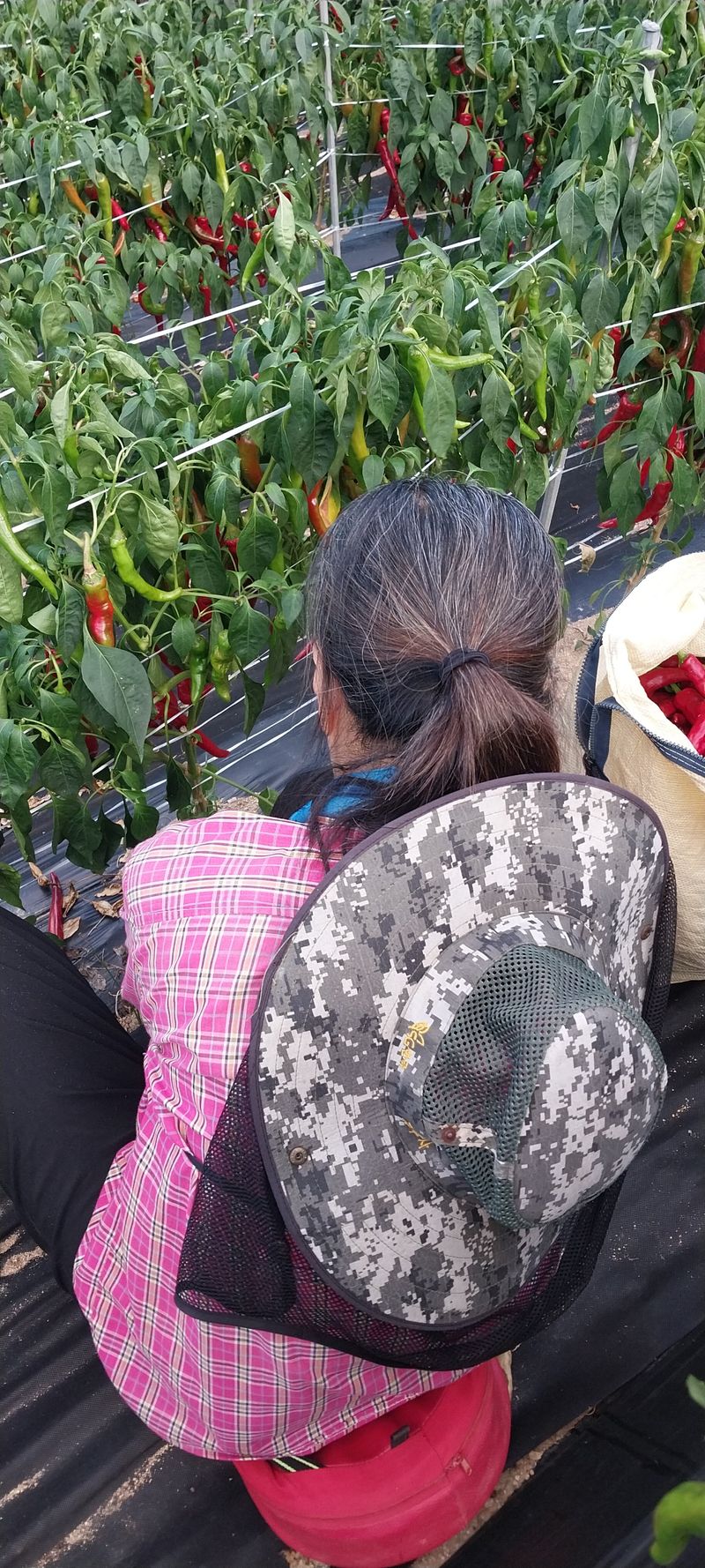 이일철 (조이산골)님의 장터 판매 상품 [고추가루 한근 500g] 첨부 사진