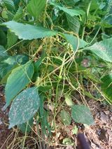 팜모닝 자유주제·자유게시판 게시글 이미지