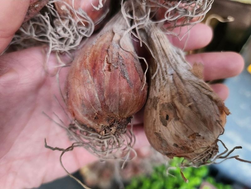 돼지파쪽파님의 장터 판매 상품 [돼지파 종구 ( 토종, 신품종) ] 첨부 사진