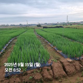 민들레님의 자유주제 · 자유게시판 작성글 사진