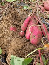 팜모닝 자유주제·자유게시판 게시글 이미지