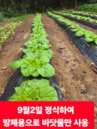 옥수수14789님의 자유주제 · 자유게시판 작성글 사진