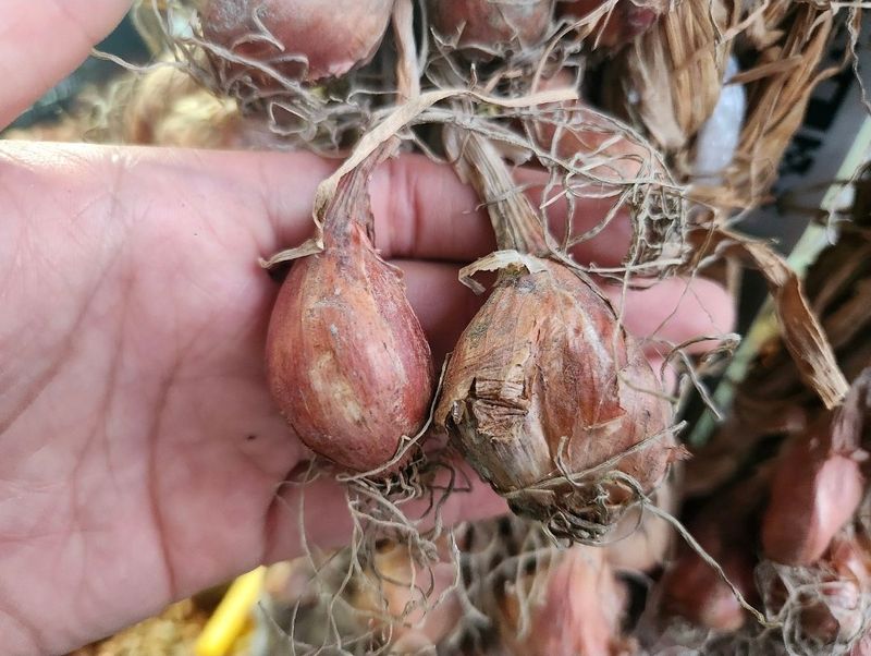 돼지파쪽파님의 장터 판매 상품 [돼지파 종구 ( 토종, 신품종) ] 첨부 사진