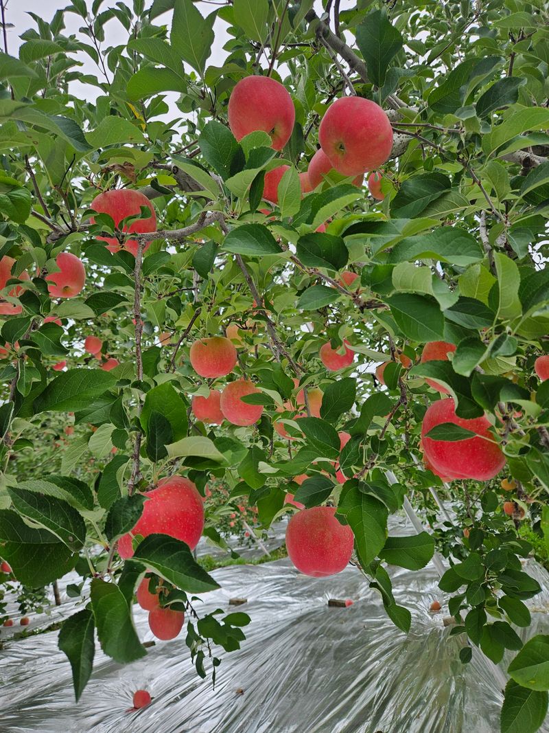 또바기사과(이훈희)님의 장터 판매 상품 [못난이 9kg] 첨부 사진