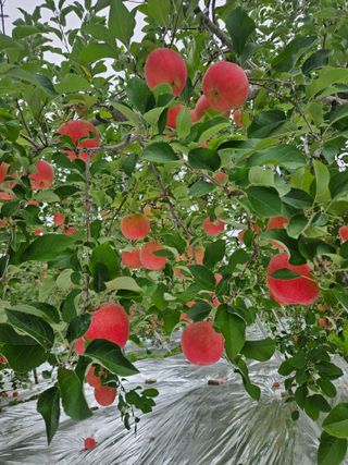 또바기사과(이훈희)님의 작성글 사진