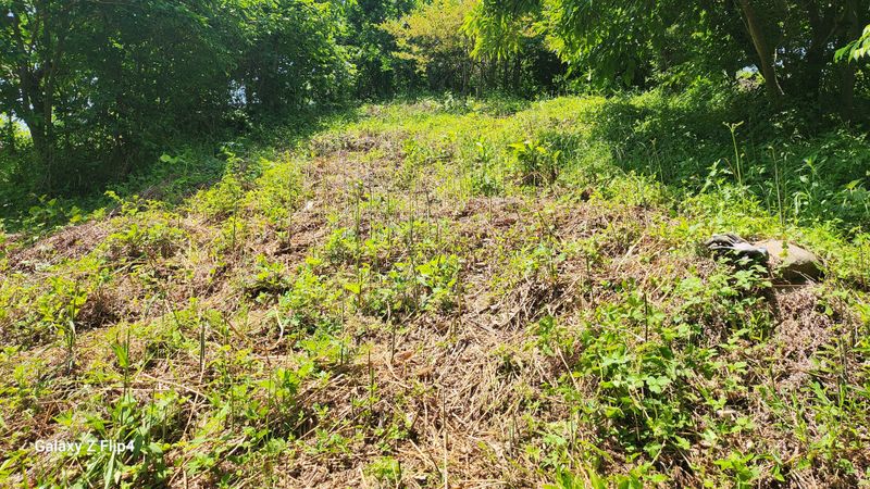 장터 상품 [자연산건고사리 (350g)] 썸네일