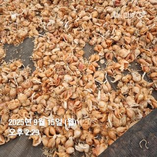 민들레님의 작성글 사진