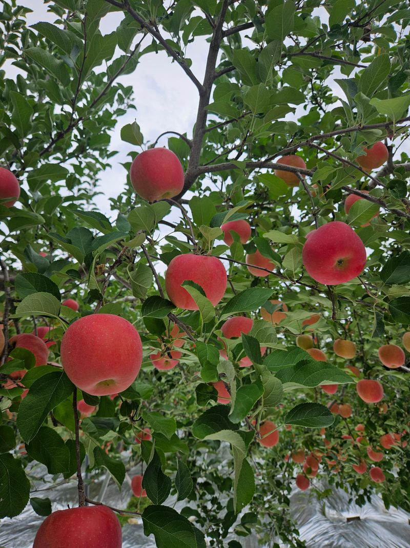 또바기사과(이훈희)님의 장터 판매 상품 [못난이 9kg] 첨부 사진