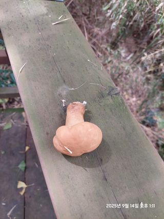 류황님의 자유주제 · 자유게시판 작성글 사진