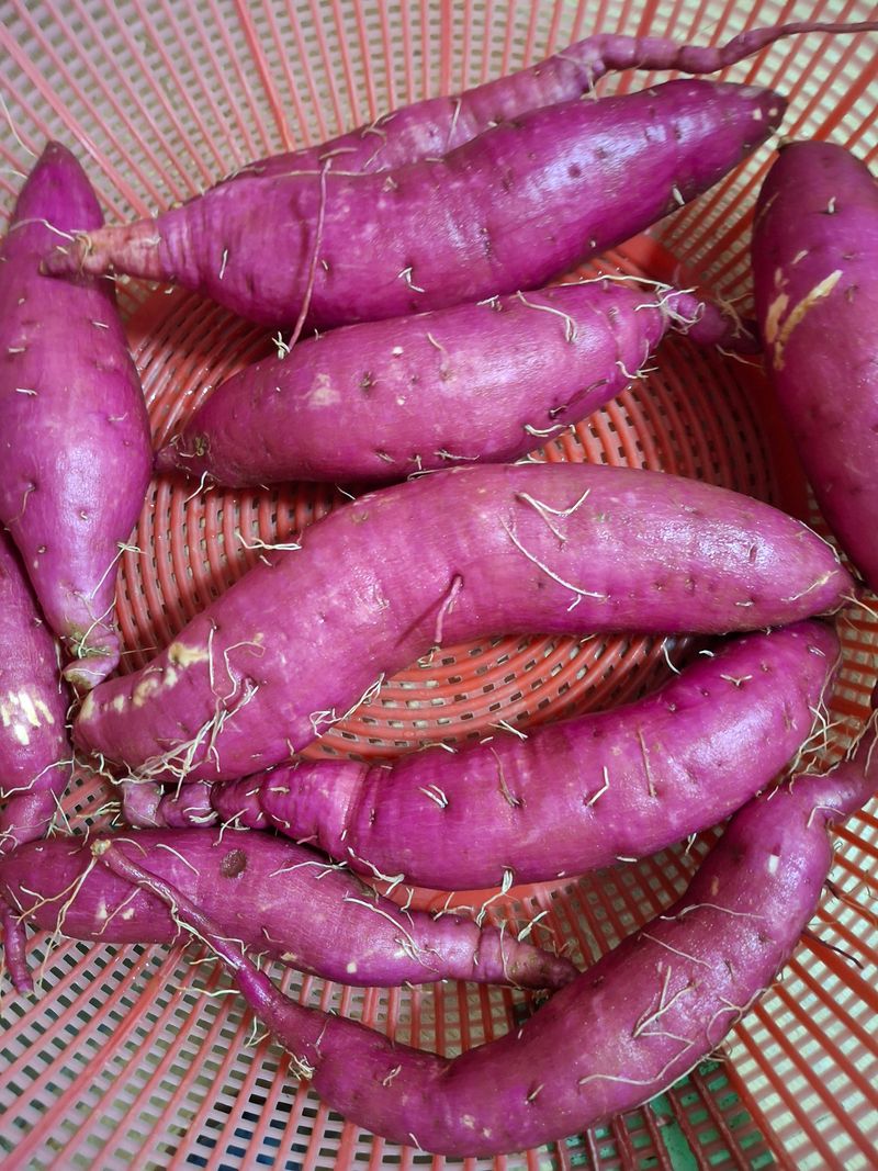 정재희님의 장터 판매 상품 [당진호박고구마010-4072-4600] 첨부 사진