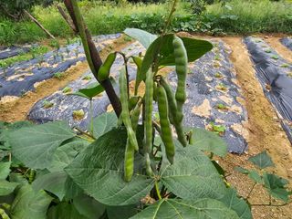 연모 자연의행복님의 자유주제 · 자유게시판 작성글 사진