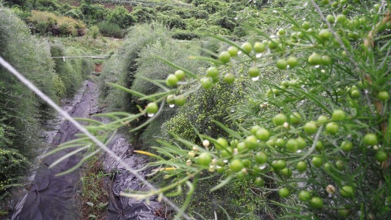 이창신님의 장터 판매 상품 [천문동즙60포] 첨부 사진
