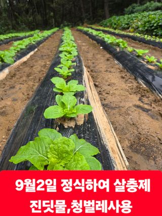 옥수수14789님의 자유주제 · 자유게시판 작성글 사진