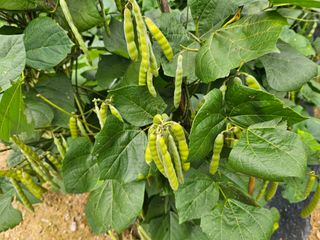 연모 자연의행복님의 자유주제 · 자유게시판 작성글 사진