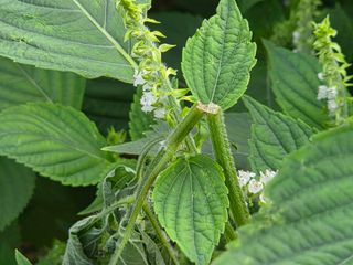 블루베리14645님의 농사, 무엇이든 물어보세요! · 참여글 작성글 사진