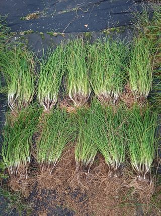 삼성농산님의 작성글 사진