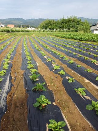 이름장인순님의 자유주제 · 자유게시판 작성글 사진