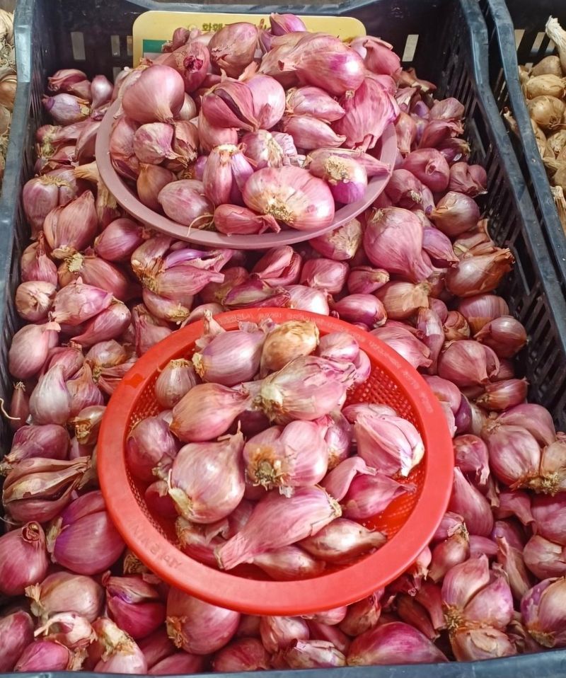 돼지파쪽파님의 장터 판매 상품 [돼지파 종구 ( 토종, 신품종) ] 첨부 사진