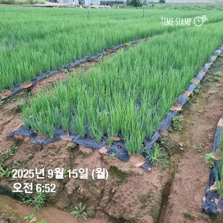 민들레님의 자유주제 · 자유게시판 작성글 사진