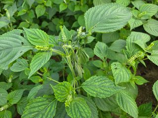 블루베리14645님의 농사, 무엇이든 물어보세요! · 참여글 작성글 사진