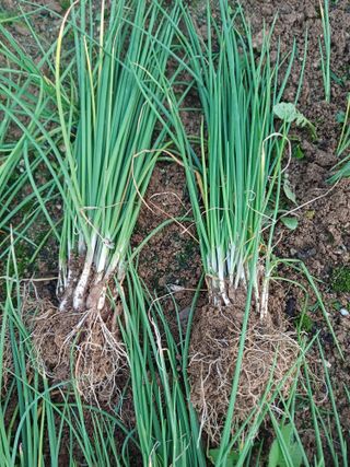 삼성농산님의 작성글 사진