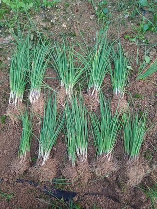 삼성농산님의 작성글 사진