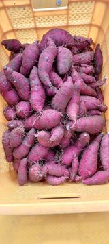 팜모닝 자유주제·자유게시판 게시글 이미지