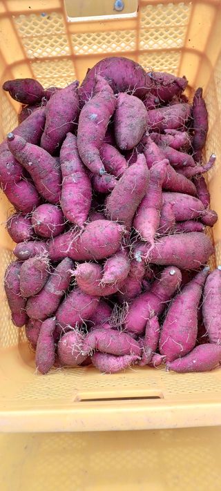 노목산장가든님의 자유주제 · 자유게시판 작성글 사진