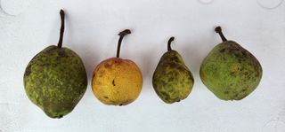 고동옥님의 자유주제 · 자유게시판 작성글 사진