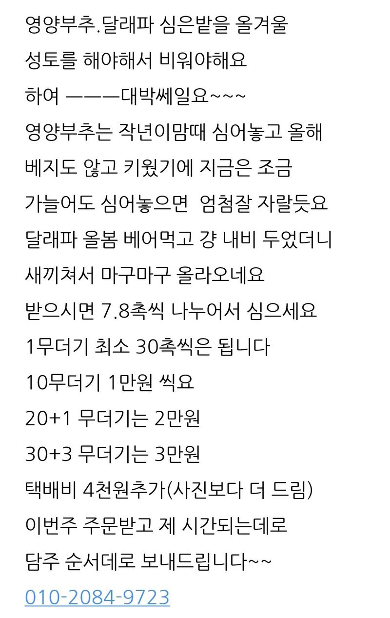 삼성농산님의 장터 판매 상품 [영양부추.달래파10무더기 1만원] 첨부 사진