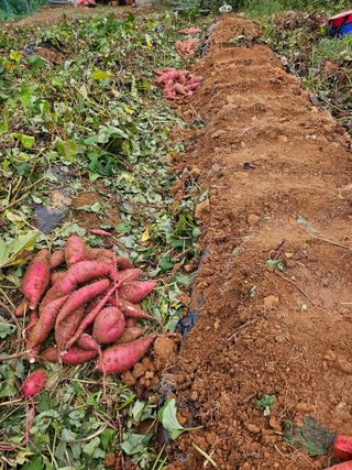 광섭님의 자유주제 · 자유게시판 작성글 사진