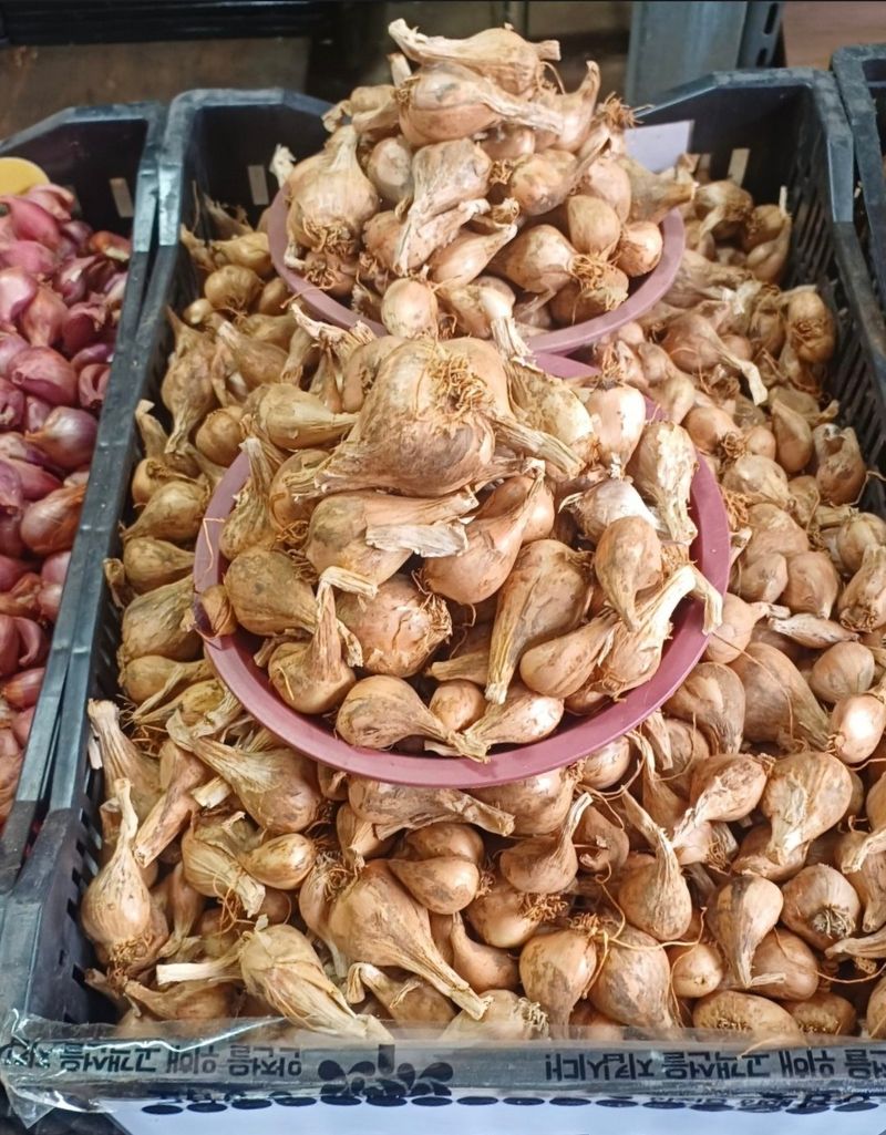 돼지파쪽파님의 장터 판매 상품 [돼지파 종구 ( 토종, 신품종) ] 첨부 사진