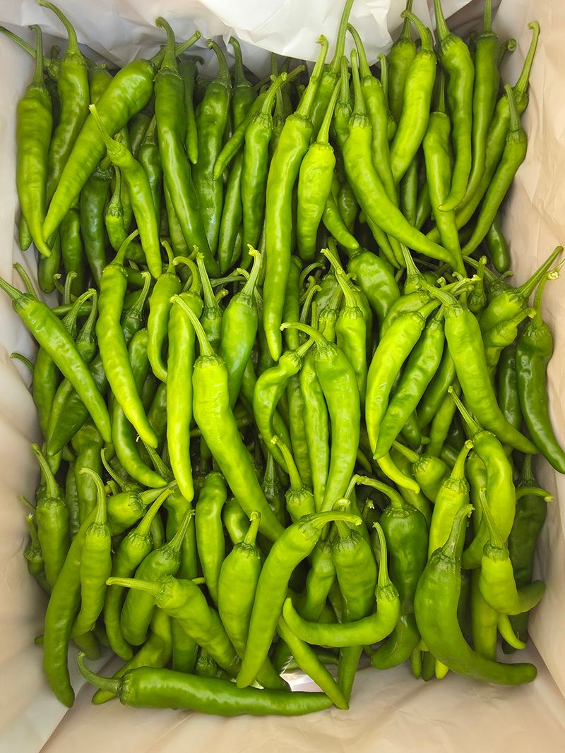 아이농장님의 장터 판매 상품 [풋고추 장아찌용 3kg] 첨부 사진