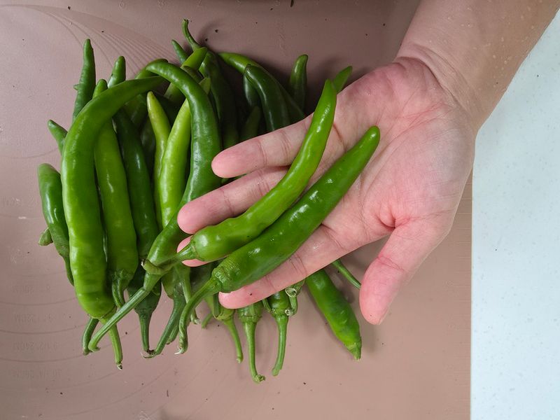 아이농장님의 장터 판매 상품 [풋고추 장아찌용 3kg] 첨부 사진