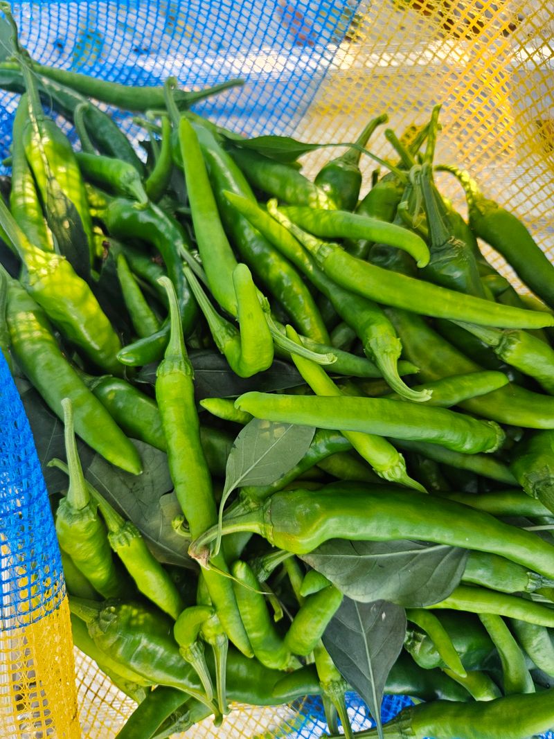 아이농장님의 장터 판매 상품 [풋고추 장아찌용 3kg] 첨부 사진