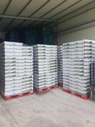 소백산단산포도이종석님의 자유주제 · 자유게시판 작성글 사진