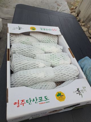 소백산단산포도이종석님의 자유주제 · 자유게시판 작성글 사진