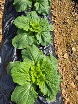 팜모닝 자유주제·칭찬해요 게시글 이미지