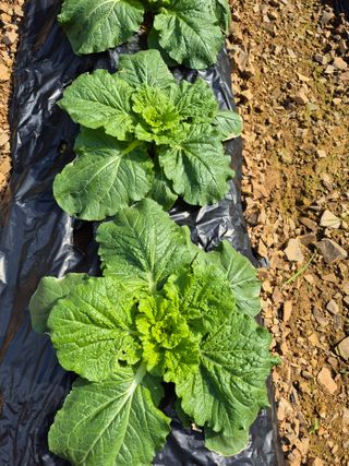 엘림농장님의 자유주제 · 칭찬해요 작성글 사진