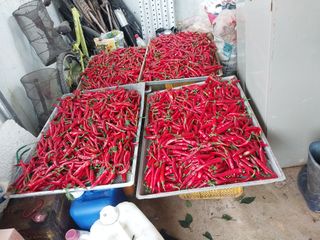 영수농원님의 자유주제 · 자유게시판 작성글 사진