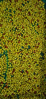 팜모닝 자유주제·자유게시판 게시글 이미지