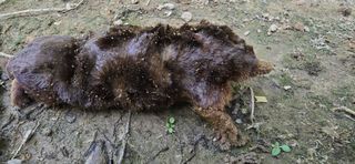 진촌다육묘목농원님의 자유주제 · 자유게시판 작성글 사진