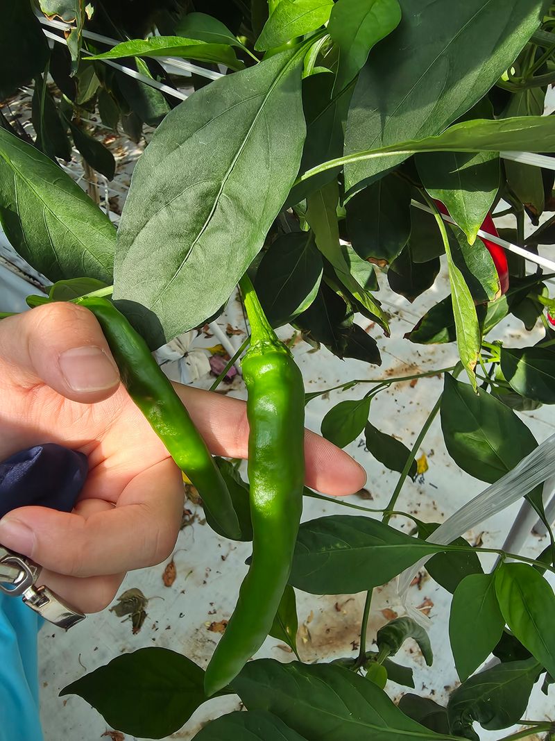 아이농장님의 장터 판매 상품 [풋고추 장아찌용 3kg] 첨부 사진