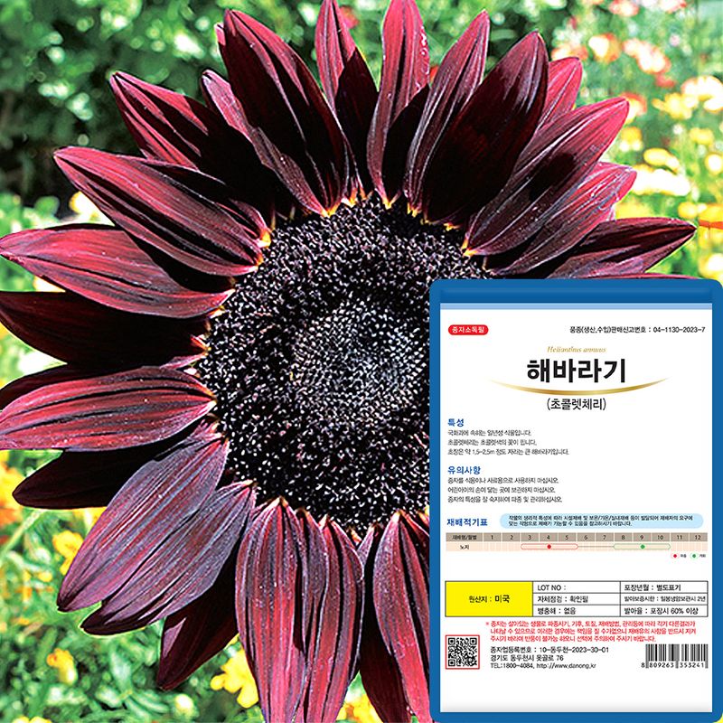산들마켓,씨앗마켓님의 장터 판매 상품 [해바라기 씨앗 50립 초콜렛체리 큰키 해바라기 5+1랜덤씨앗 증정 ] 첨부 사진
