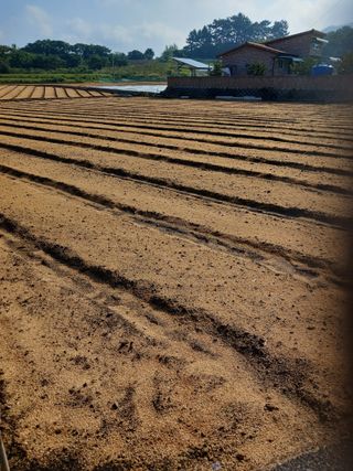 구춘모님의 양파 · 자유게시판 작성글 사진