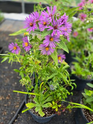 약초원 김종군님의 자유주제 · 자유게시판 작성글 사진