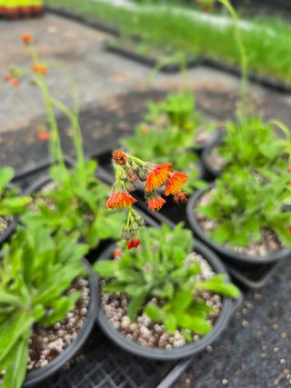 약초원 김종군님의 자유주제 · 자유게시판 작성글 사진